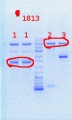 Thumbnail for version as of 15:40, 12 September 2013