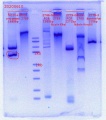 Thumbnail for version as of 15:21, 10 June 2020
