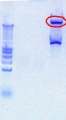 Thumbnail for version as of 14:42, 9 August 2012