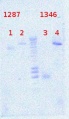 Thumbnail for version as of 16:07, 22 August 2012