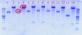 Thumbnail for version as of 16:52, 21 August 2012