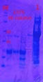 Thumbnail for version as of 13:42, 9 November 2012