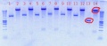 Thumbnail for version as of 16:51, 21 August 2012