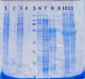 Thumbnail for version as of 11:22, 17 July 2013