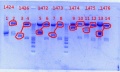 Thumbnail for version as of 15:11, 29 November 2012