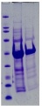 Thumbnail for version as of 13:04, 12 February 2012