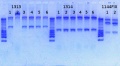 Thumbnail for version as of 13:33, 17 April 2013