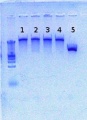 Thumbnail for version as of 15:33, 24 August 2012