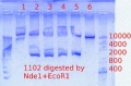 Thumbnail for version as of 08:48, 24 April 2012