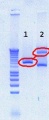 Thumbnail for version as of 13:06, 31 July 2012