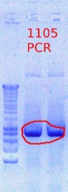 1105 PCR 7.12.2012.JPG