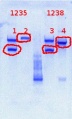 Thumbnail for version as of 12:16, 21 June 2012