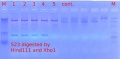 Thumbnail for version as of 11:48, 24 January 2012