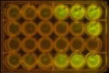Thumbnail for version as of 13:46, 9 October 2014