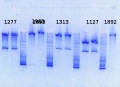Thumbnail for version as of 11:47, 13 January 2014