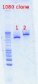 Thumbnail for version as of 15:02, 23 April 2012