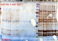 Thumbnail for version as of 18:36, 26 September 2019