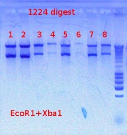 1224 2digest detect 7-19-2012.JPG