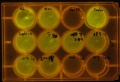 Thumbnail for version as of 07:19, 26 June 2011