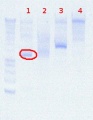 Thumbnail for version as of 16:07, 15 August 2012
