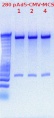 Thumbnail for version as of 15:20, 20 August 2011