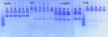 Thumbnail for version as of 13:59, 20 May 2013