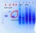 Thumbnail for version as of 10:34, 7 June 2012