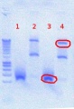 Thumbnail for version as of 15:35, 15 August 2012