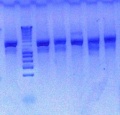 Thumbnail for version as of 16:02, 14 November 2012