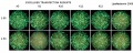 Thumbnail for version as of 13:35, 8 October 2014