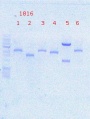 Thumbnail for version as of 19:41, 11 August 2013