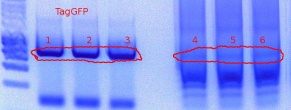 382TagGFP-PCR -9-26-2011.JPG