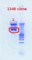 Thumbnail for version as of 13:33, 21 September 2012