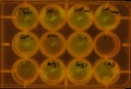 Thumbnail for version as of 17:17, 21 May 2011