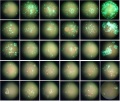 Thumbnail for version as of 15:37, 15 April 2016