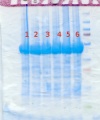 Thumbnail for version as of 10:24, 22 January 2013