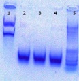 Thumbnail for version as of 17:36, 24 June 2011