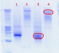 Thumbnail for version as of 12:21, 26 July 2012