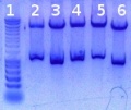Thumbnail for version as of 15:36, 10 August 2011