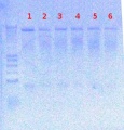 Thumbnail for version as of 14:28, 17 August 2012