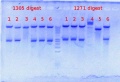 Thumbnail for version as of 15:45, 16 August 2012