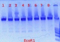 Thumbnail for version as of 12:16, 25 March 2012