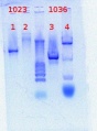 Thumbnail for version as of 15:35, 5 April 2012