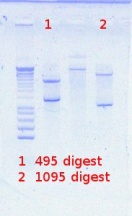 495+1092 digest detect 4-19-2012.JPG
